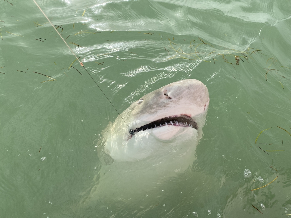 Shark Fishing Charters Florida Keys, FL